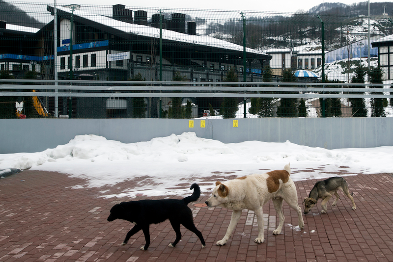 Illustration for article titled The Dogs Of Sochi